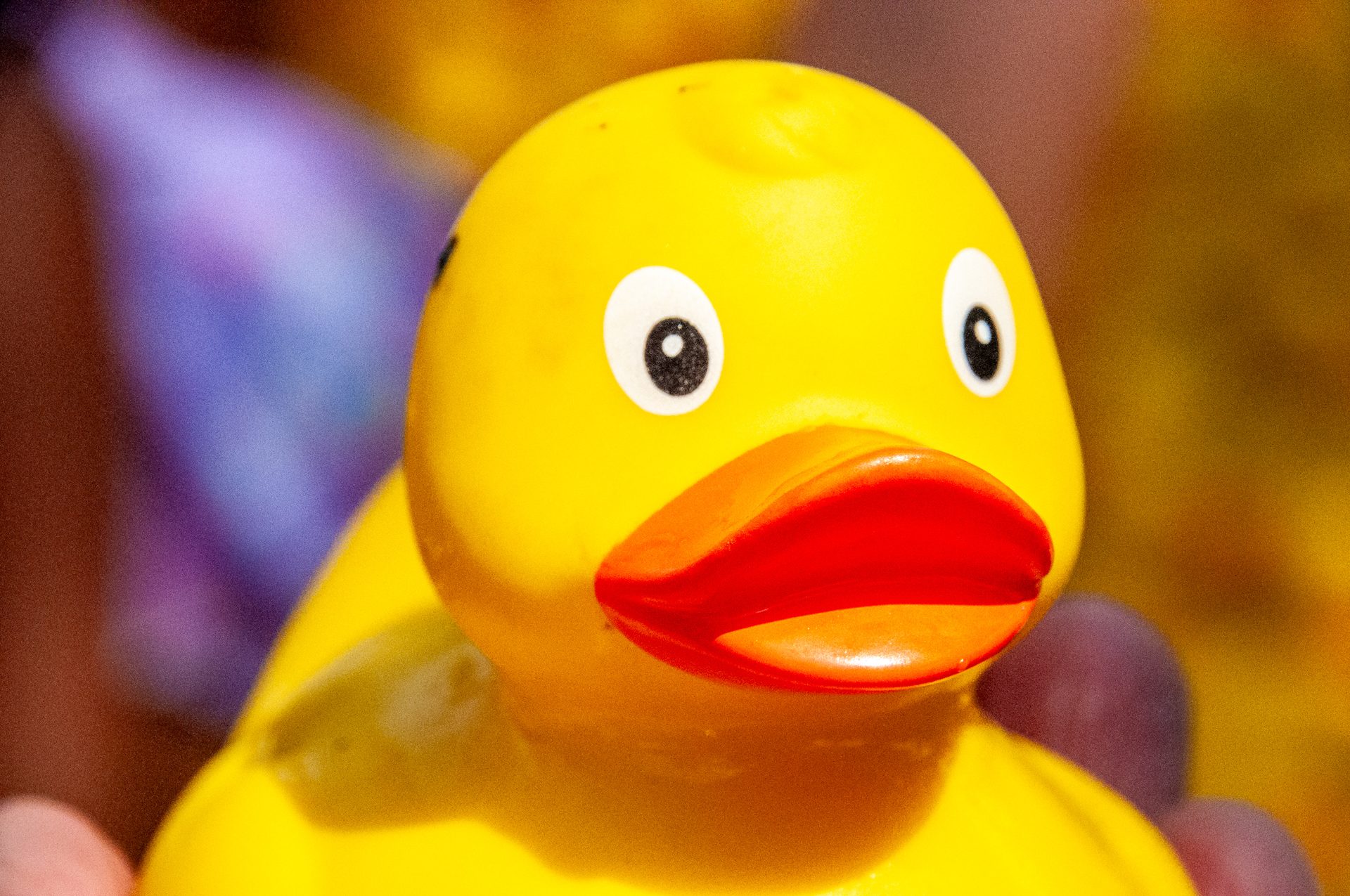 Closeup einer gelben Renn-Ente